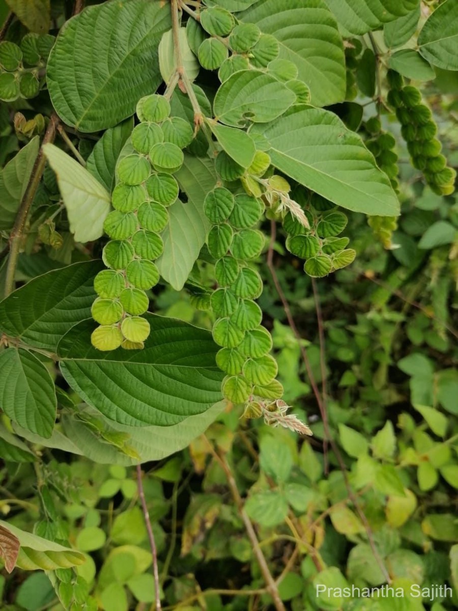 Phyllodium pulchellum (L.) Desv.